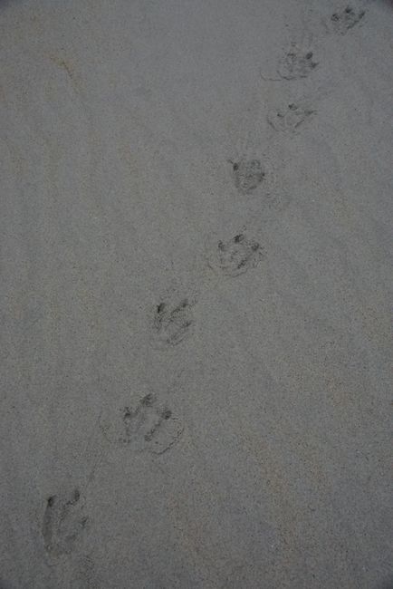 Sandfly Bay - Footprints of a Yellow-eyed Penguin