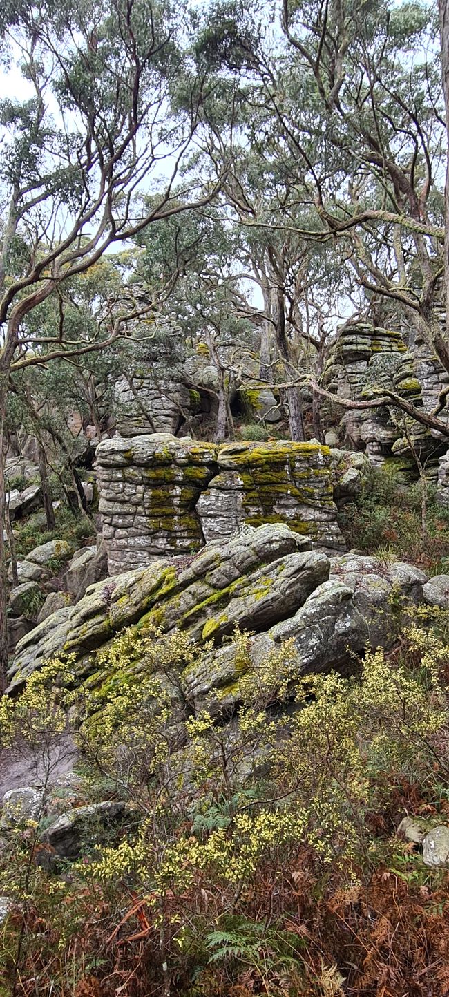 Day 10+11 - The Grampians, kangaroos with joeys