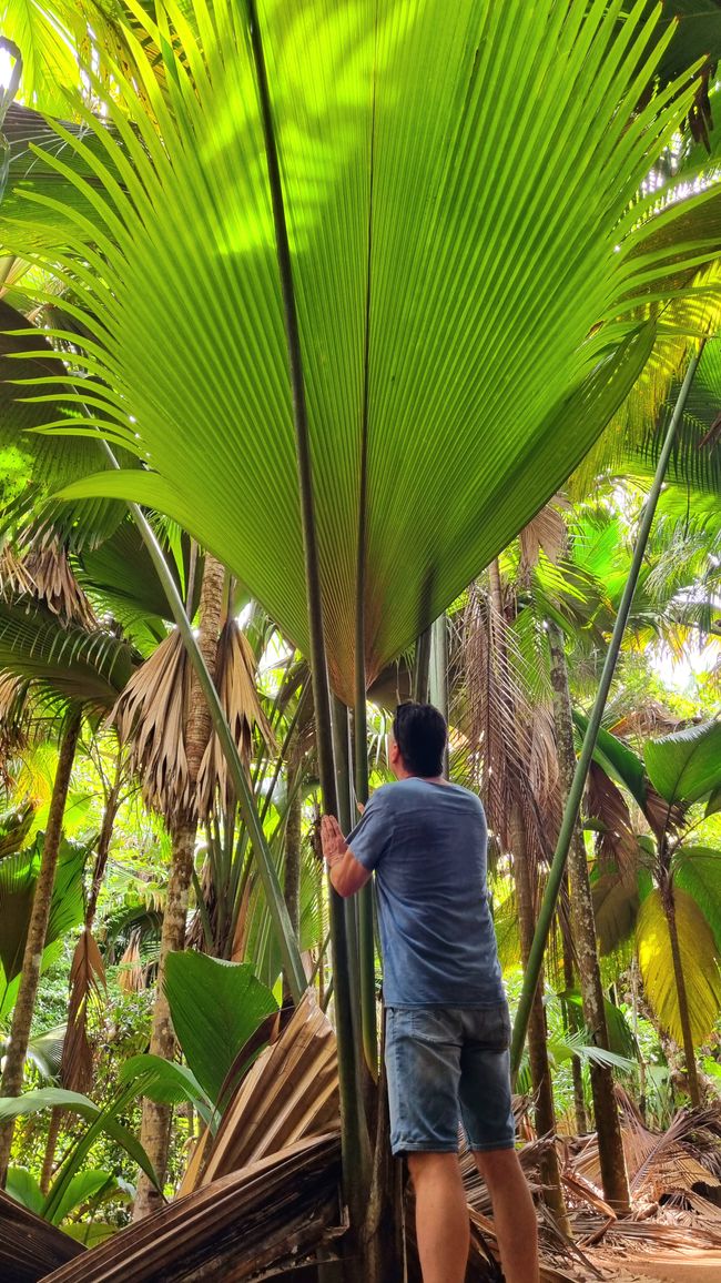 Seychelles 2023 - Part 2: Praslin