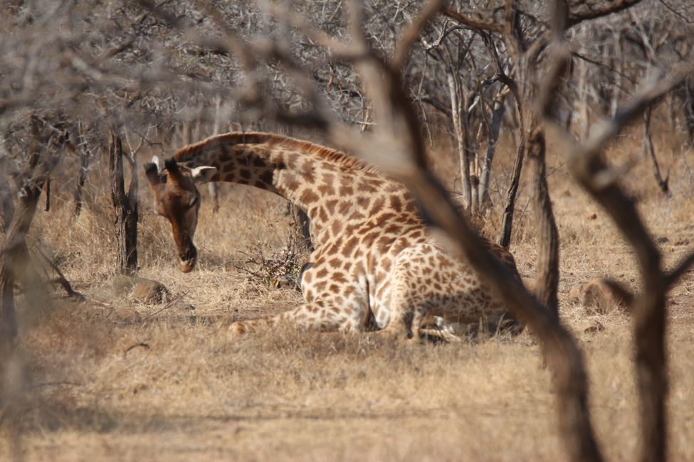 18 uru: Mä jardinax jirafas ukanakamp phuqhantatänwa & Johannesburgo markar kutt’añaxa