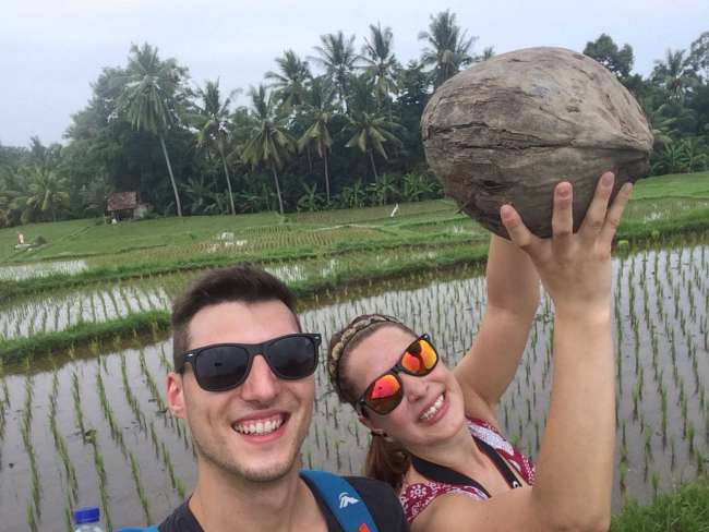 Reisfelder und Kokosnuss 