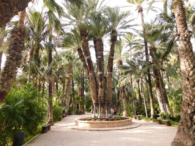 die Kaiser-Palme, benannt nach der Kaisrein Sissi; 8 Palmenarme, die sich von einem Mutterastamm ernähren und insgesamt 8 Tonnen wiegen