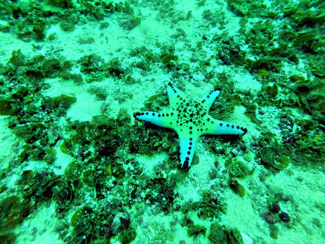 Discover the underwater world of Malapascua