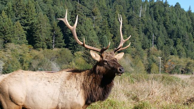 Redwood National Park - Elk Prärie