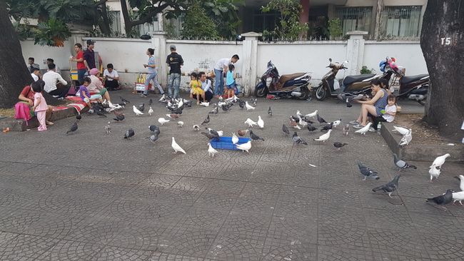And here's a pigeon invasion. 