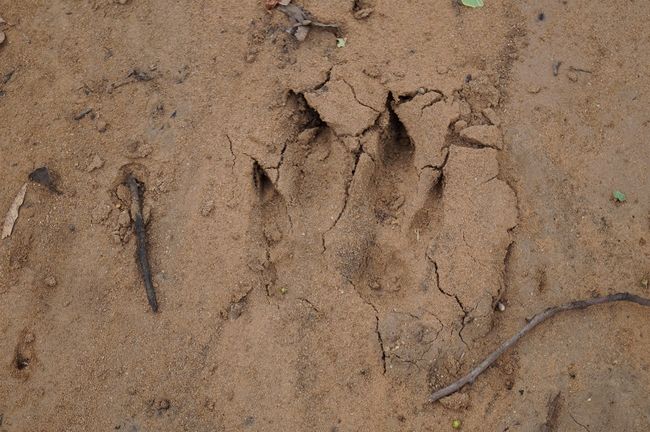 seules des traces dans le sable