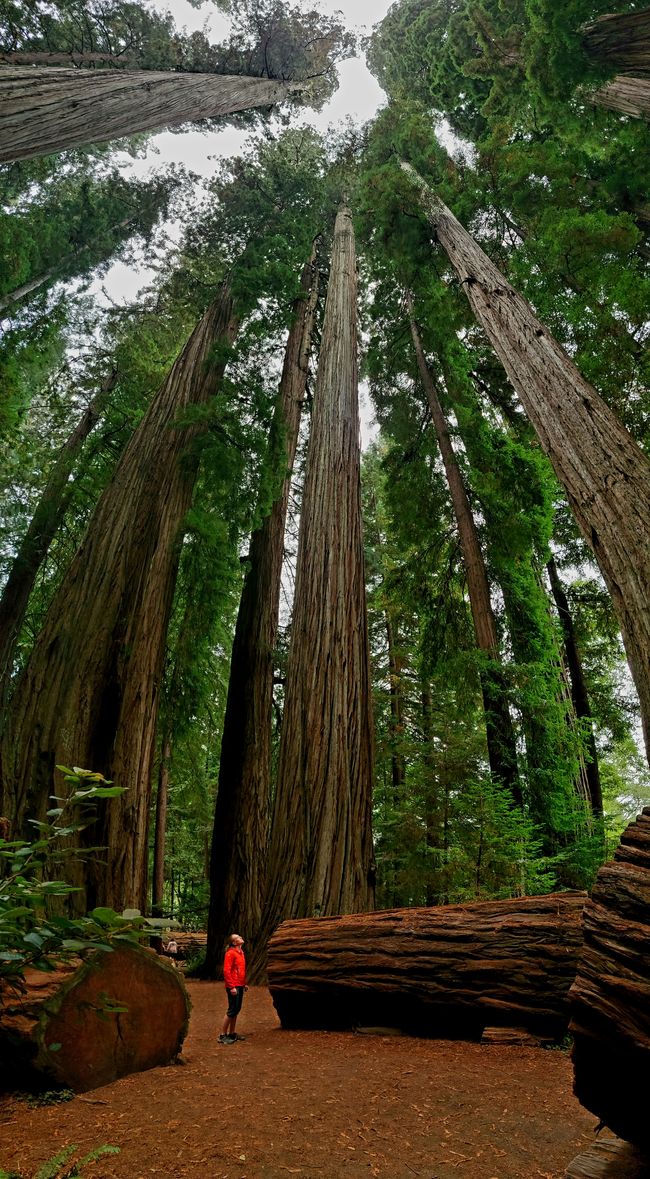 The towering redwoods