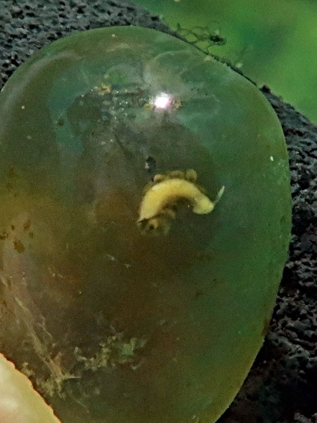 diese Nacktschnecke lebt in der Blasenkoralle... frisst Algen dort und legt Eier. Irgend wann wird die Schnecke die Haut durchbrechen und herauskommen :-)