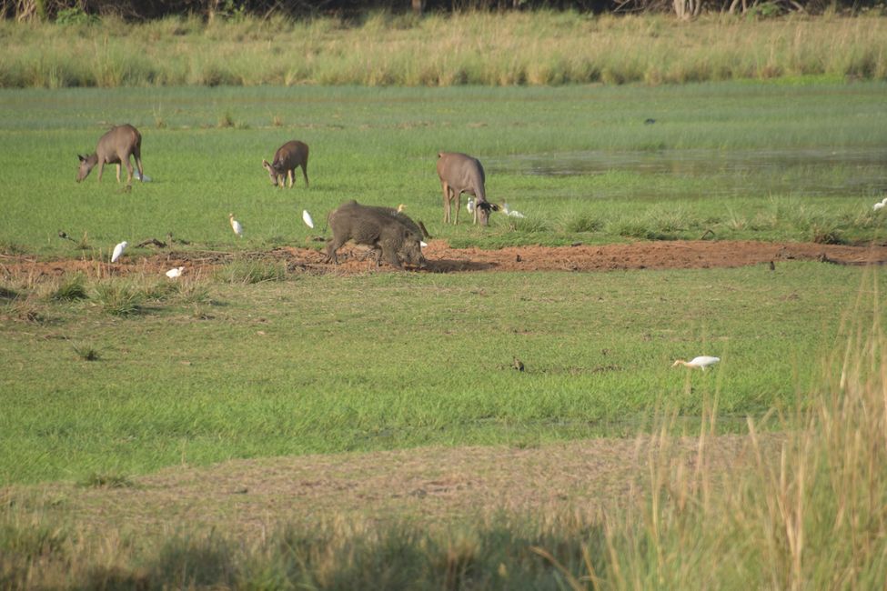 Tadoba NP - Sambar deer, wild boar, heron