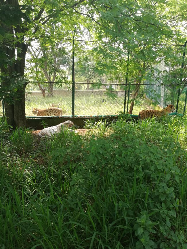 حديقة حيوان باناغاتا وسفاري