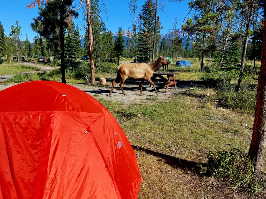 Female wapiti/elk at Wapiti campground next to our tent!