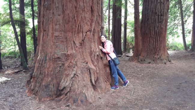 Hugging Redwood trees ❤