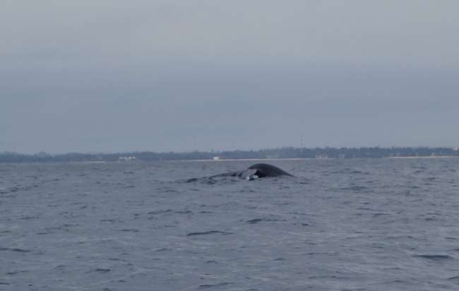 Mirissa Teil 2 - Whale watching - Rückreise