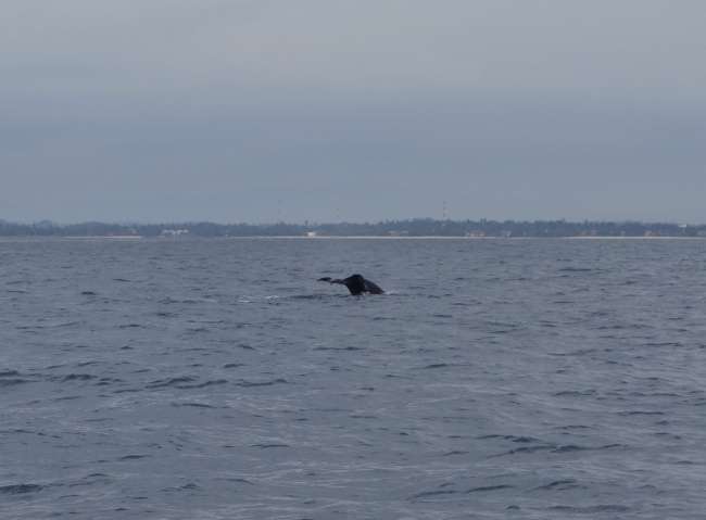 Mirissa Teil 2 - Whale watching - Rückreise