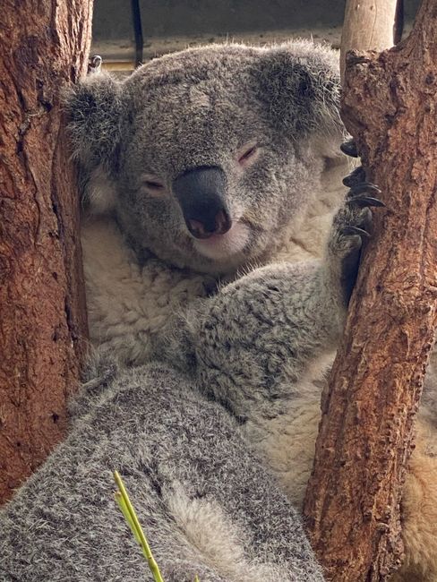 Getting up close to the koalas