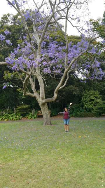 Sydney - Botanic Gardens