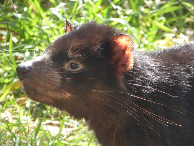 Tasmanischer Teufel im East Coast Nature World