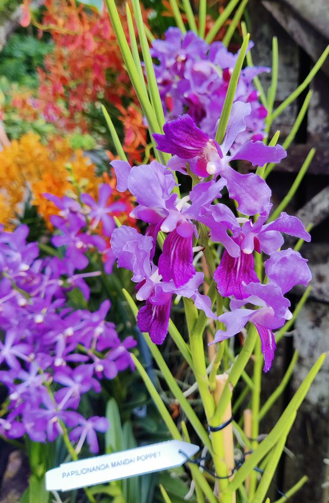 Orchideen im Botanischen Garten 