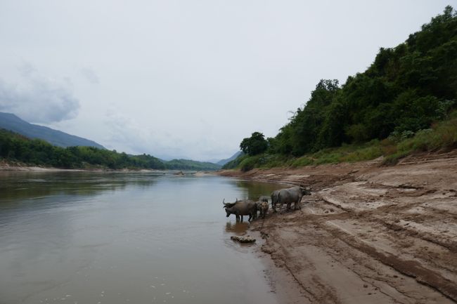 Luang Prabang, the Kuang Si waterfalls and two days by boat on the Mekong - Plus the conclusion about Laos