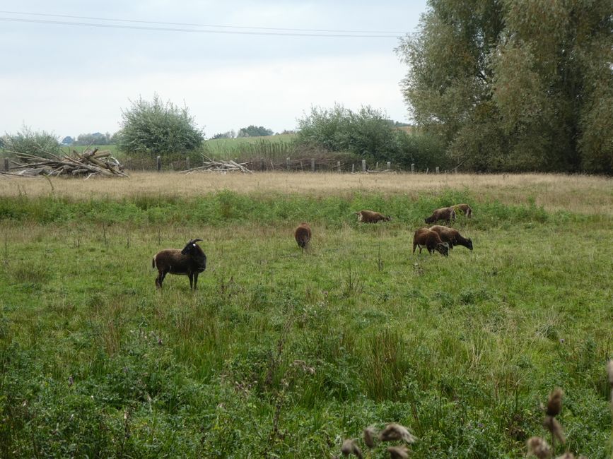 Soay sheep in the Stone Age village of Kussow