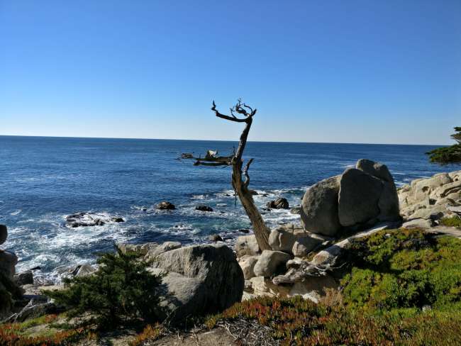 17 Mile Drive in Monterey 7