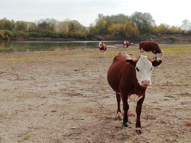 Cows at the Ural River