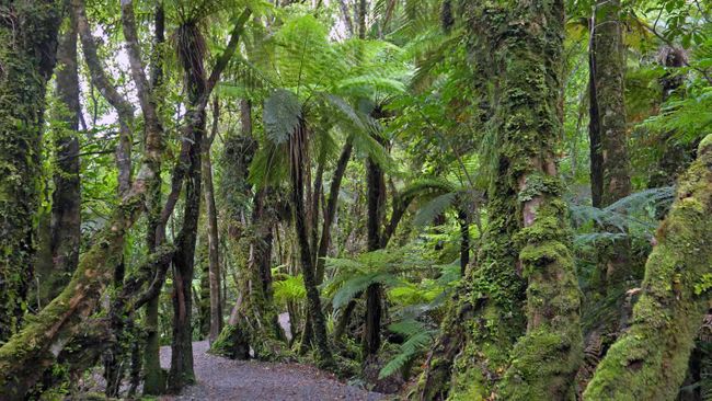 Walk to the Fantail Falls
