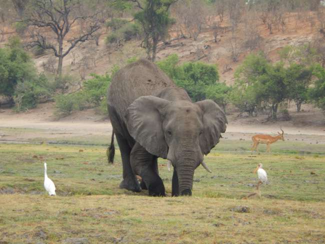 Botswana / Parcu Naziunale di Cobe