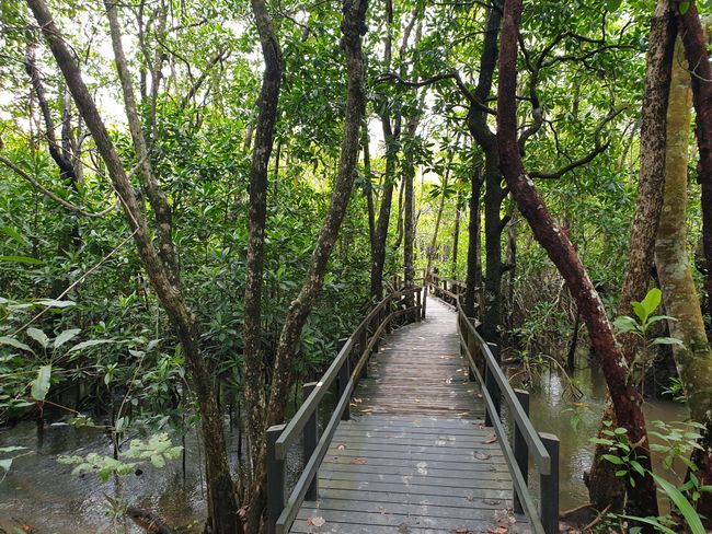 Daintree Rainforest - Boardwalks