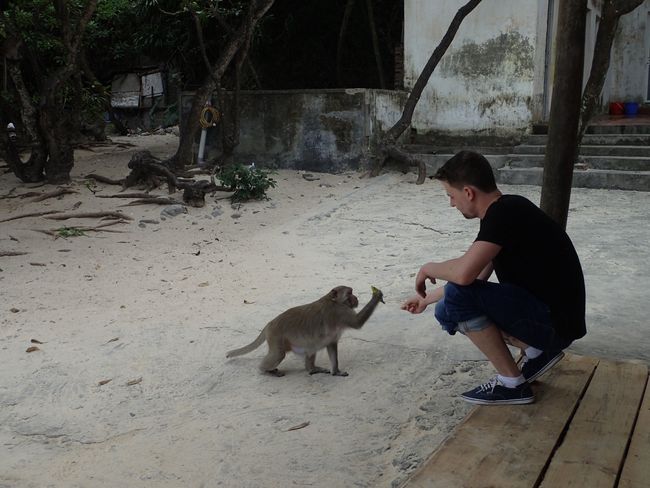 Quarrel with monkeys. They are only half as cute as they look
