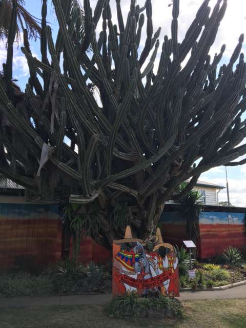 Der größte Kaktus Australiens